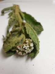 Heliotropium asperrimum
