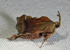 Clydonopteron sacculana