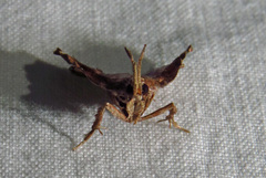 Clydonopteron sacculana