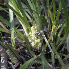 Lomandra densiflora