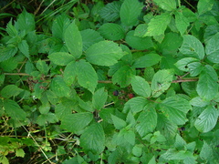 Rubus hylocharis