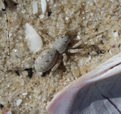 Evippomma squamulatum