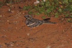 Caprimulgus europaeus