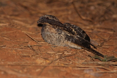 Caprimulgus europaeus