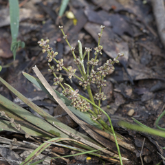 Lomandra multiflora dura