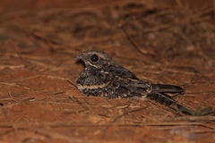 Caprimulgus europaeus