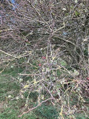 Crataegus laevigata