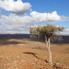 Alectryon oleifolius