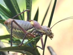 Ephippiger provincialis