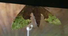 Euchloron megaera