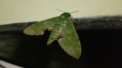 Euchloron megaera