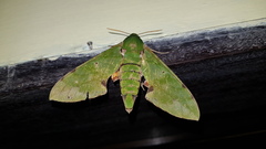 Euchloron megaera