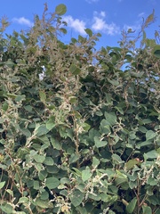 Reynoutria japonica