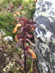 Pedicularis lapponica