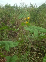 Senna occidentalis image