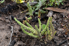 Crassula colorata