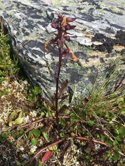 Pedicularis lapponica