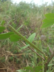 Senna occidentalis image