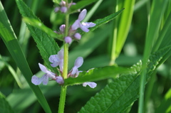 Stachys hispida
