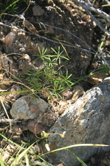Oxalis capillacea