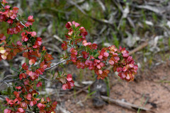 Dodonaea viscosa cuneata