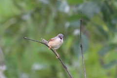 Prinia erythroptera