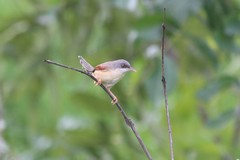Prinia erythroptera
