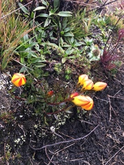 Gentianella hirculus