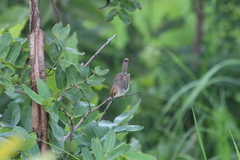 Cisticola cantans