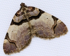 Anticlea derivata