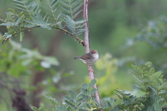 Cisticola cantans