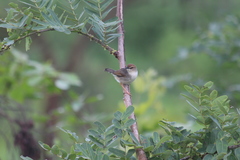 Cisticola cantans