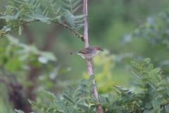 Cisticola cantans