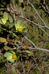 Leucadendron globosum