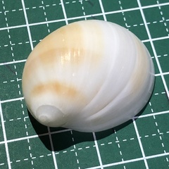 Mammilla mammata