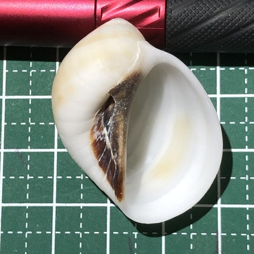 ヌノメリスガイ