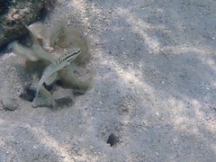 Amblygobius stethophthalmus