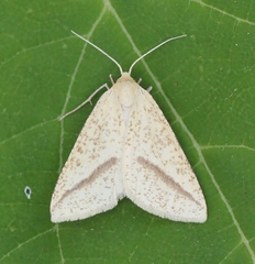 Aspitates gilvaria