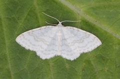 Asthena albulata