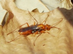 Hemipepsis tamisieri