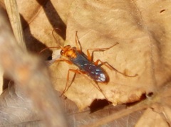 Hemipepsis tamisieri