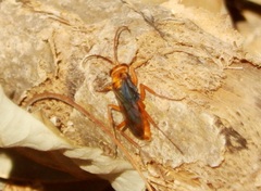 Hemipepsis tamisieri