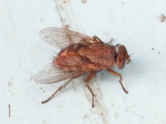 Bengaliinae