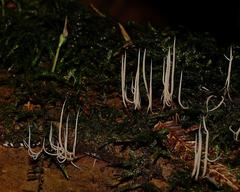 Pterulicium gracile