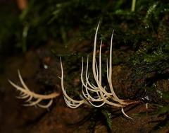 Pterulicium gracile