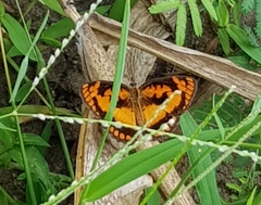 Byblia anvatara acheloia