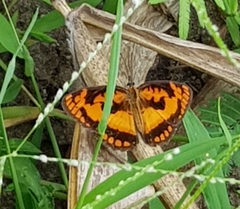 Byblia anvatara acheloia