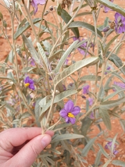 Solanum sturtianum