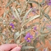 Sturt's Nightshade - Photo (c) caliologist, some rights reserved (CC BY-NC-SA), uploaded by caliologist