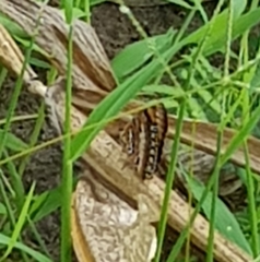 Byblia anvatara acheloia